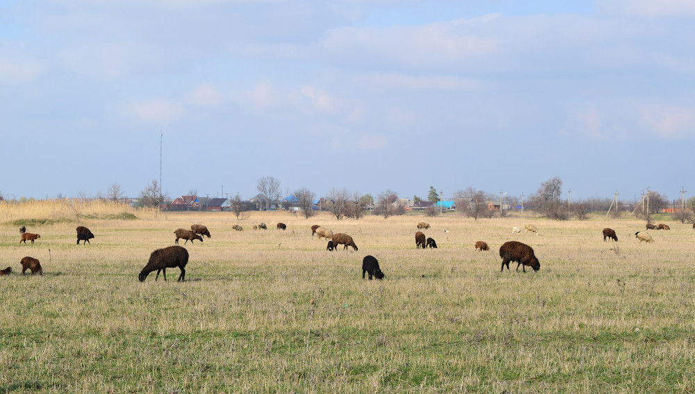 ranch fencing services