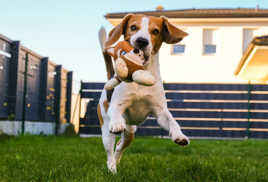 Pet Friendly Fencing Solutions Dogs Cats Safe Backyard Central Texas, Comal Fence